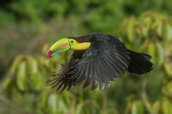 Jaynes Gallery 아티스트의 Costa Rica-Keel-billed toucan in flight작품입니다.